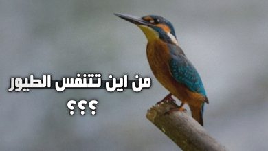 من اين تتنفس الطيور