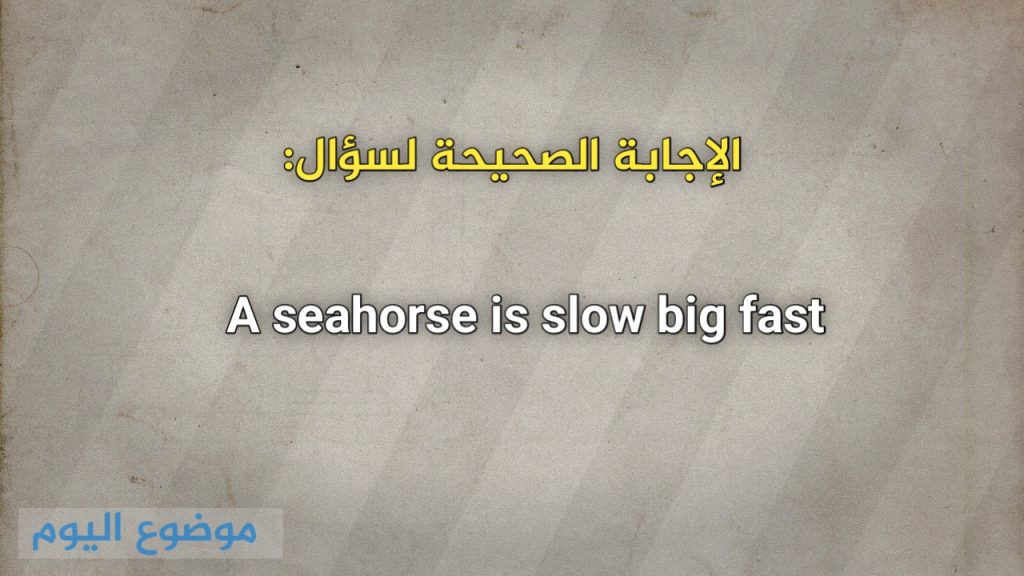 A seahorse is slow big fast