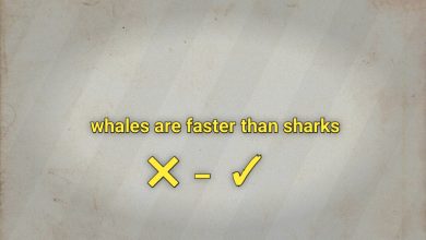 whales are faster than sharks صواب خطأ