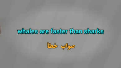 whales are faster than sharks. صواب خطأ