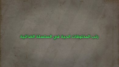 رتب المخلوقات الحية في السلسلة الغذائية