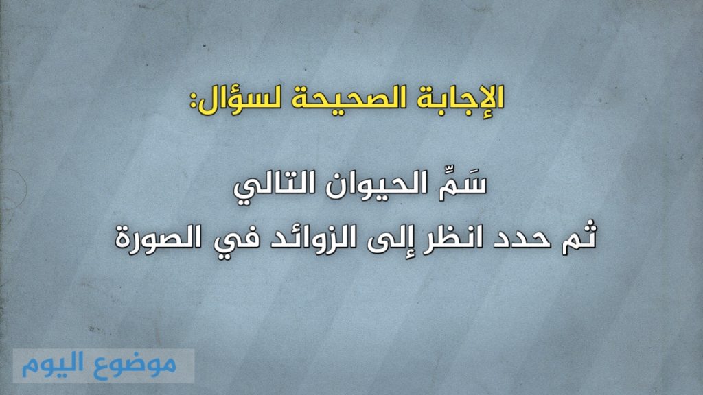 سَمِّ الحيوان التالي ثم حدد انظر إلى الزوائد في الصورة
