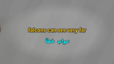 falcons can see very far صواب خطأ