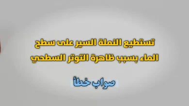 تستطيع النملة السير على سطح الماء بسبب ظاهرة التوتر السطحي صواب خطأ