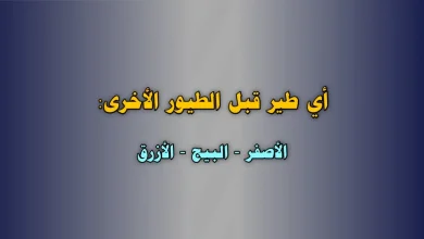 أي طير قبل الطيور الأخرى